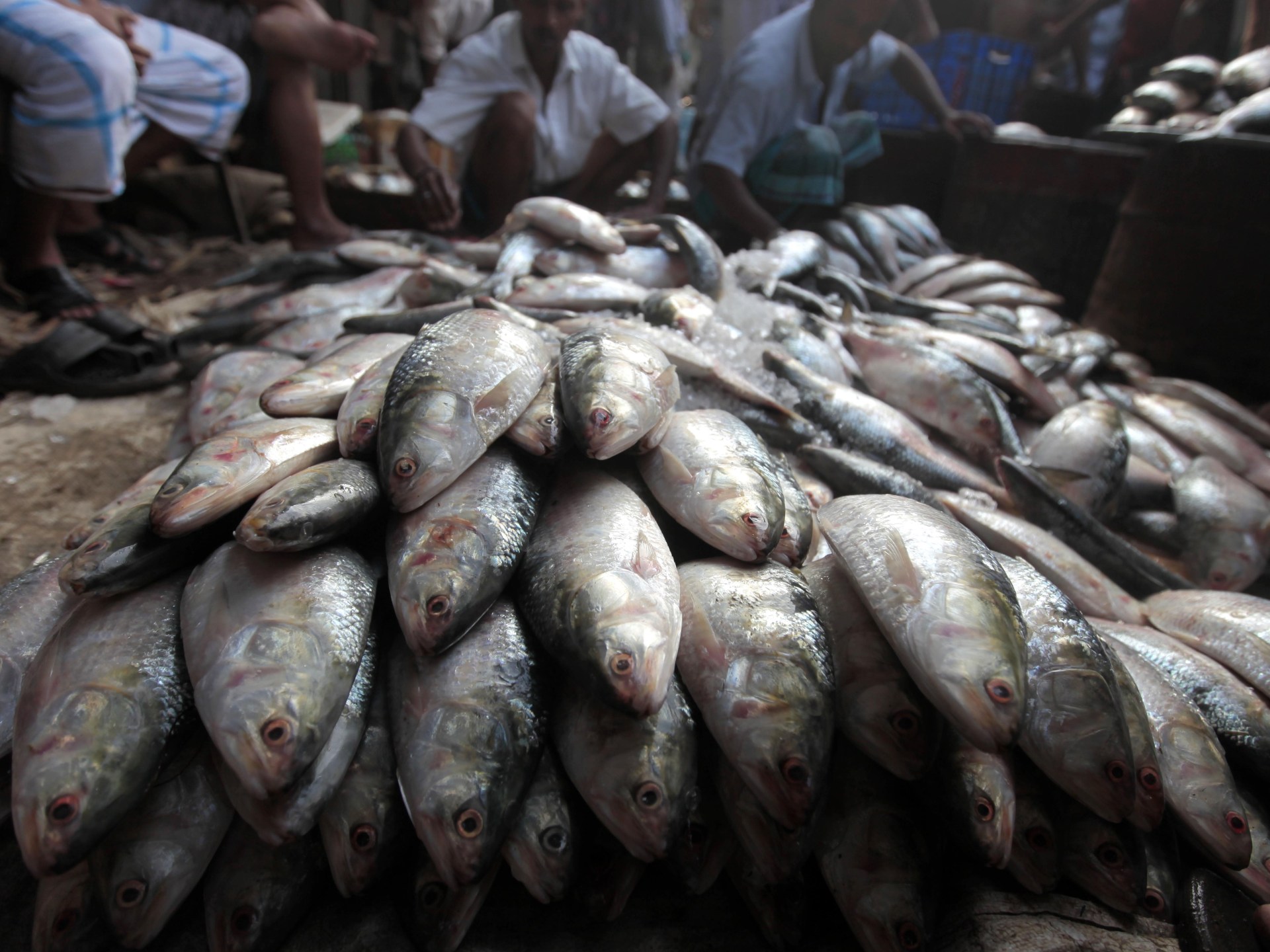 Fishy diplomacy: What a hilsa ban reveals about India-Bangladesh tensions | Business and Economy News