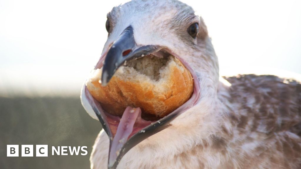 Scientists probe gulls’ ‘weird and wonderful’ eating habits