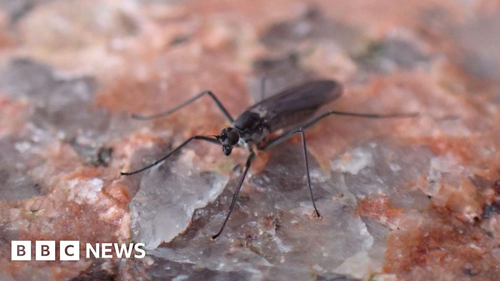 Rare arctic wave dancer fly found at Cairngorms mountain loch