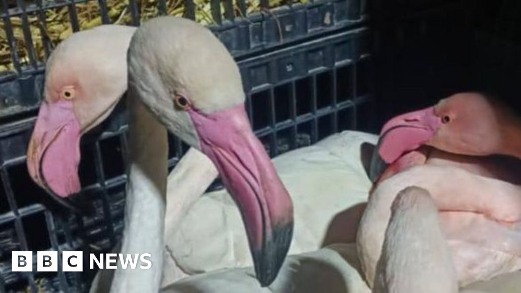 Pink flamingos ‘seized from smugglers’ in Tunisia