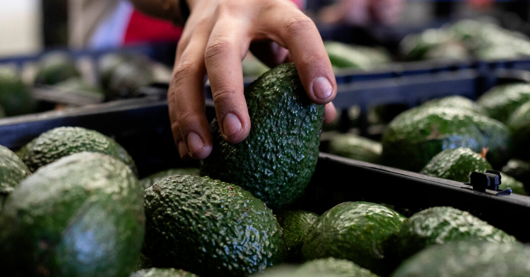 Humans Have Been Perfecting Avocados for 7,500 Years