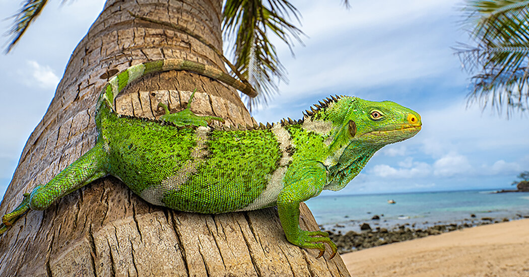 These Iguanas Got Carried Away and Ended Up in Fiji, 5,000 Miles From Home