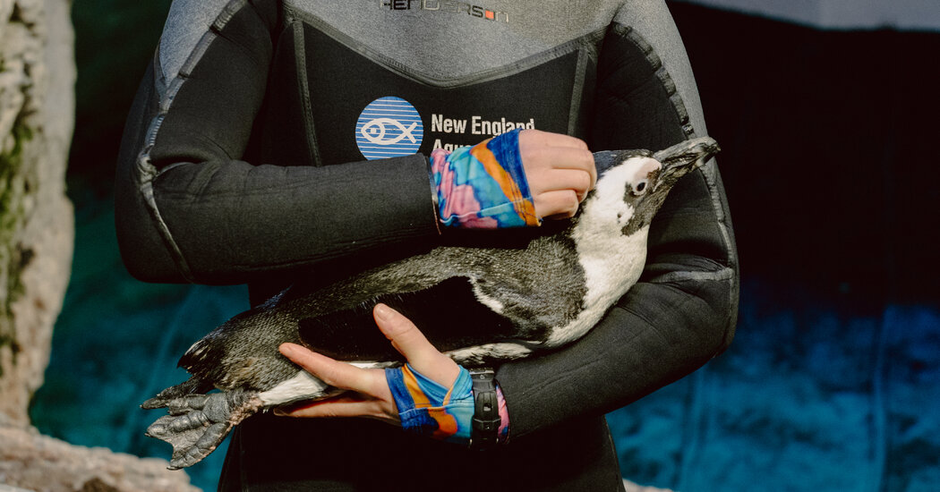 Geriatric Penguins Get a ‘Retirement Home’ at New England Aquarium