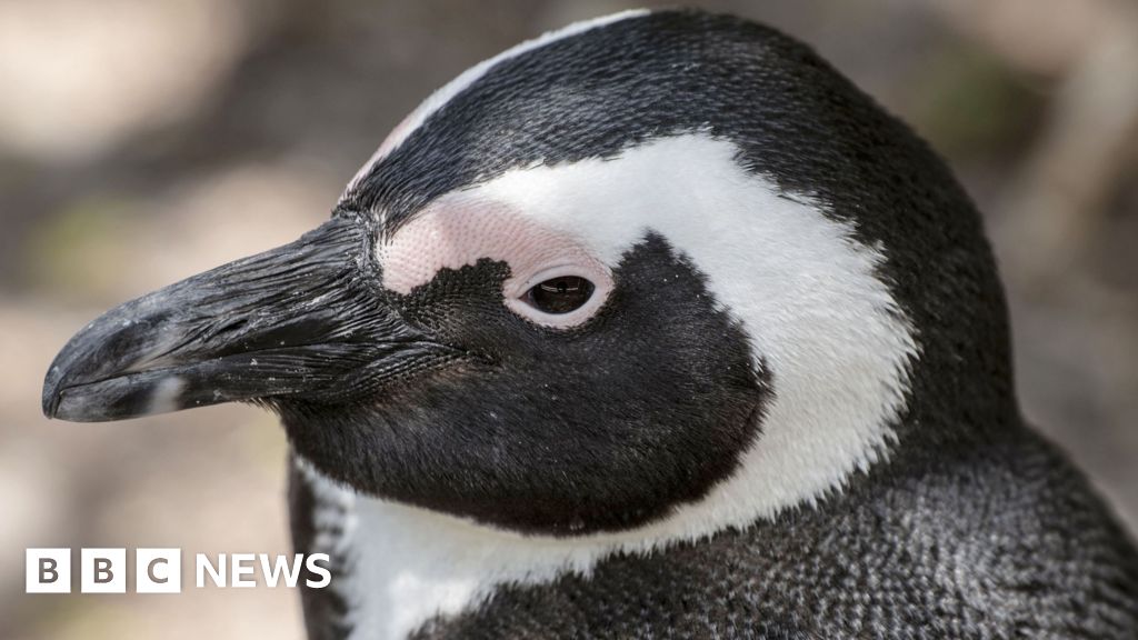 African penguins to be protected by no-fishing zones in landmark South African deal