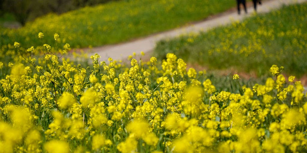 Farmers almanacs issue spring outlooks with zinger storms, slow warmups