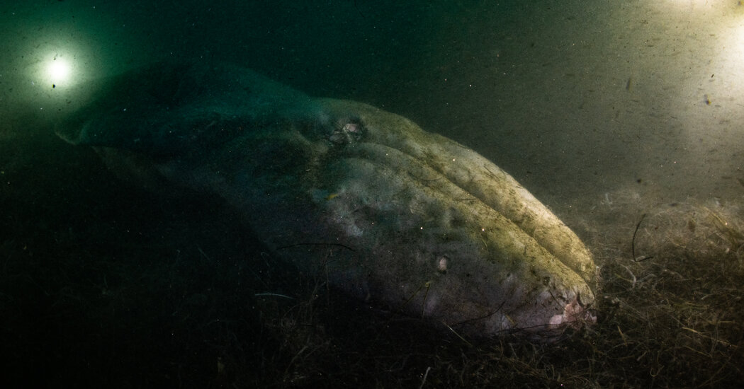 A Diver Visited a Fallen Whale. When He Returned, It Was Gone.