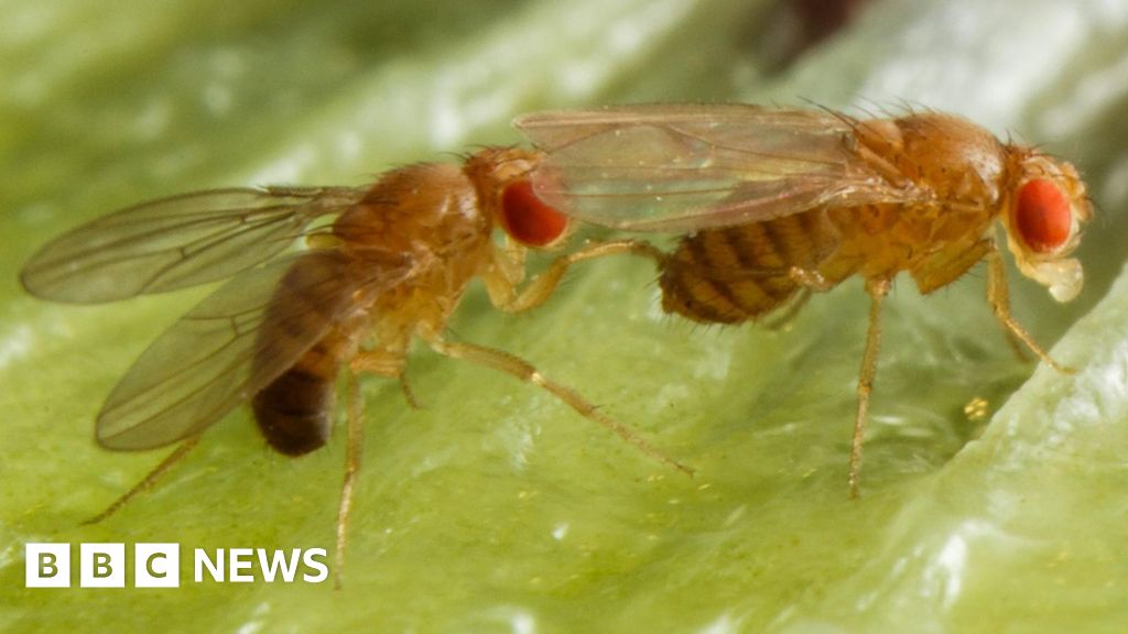 Alcohol drinking makes male fruit flies more attractive
