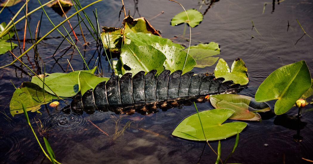 Face to Face With an Alligator? Here’s What to Do