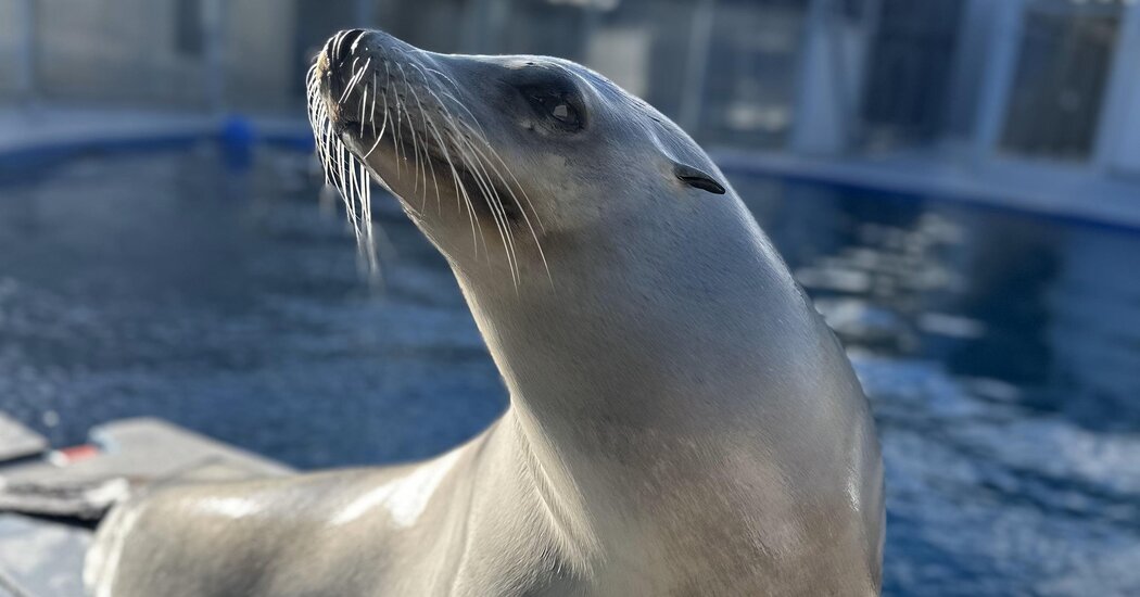 Ronan the Sea Lion Is Probably Better Than You at Keeping a Beat