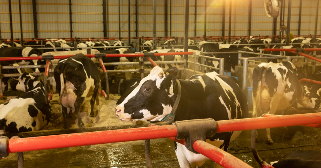 Upheaval in Washington Hinders Campaign Against Bird Flu