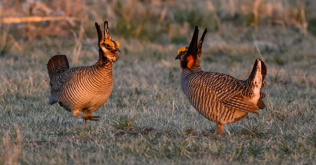 Trump Officials Ask Texas Court to End Protections for Lesser Prairie Chicken