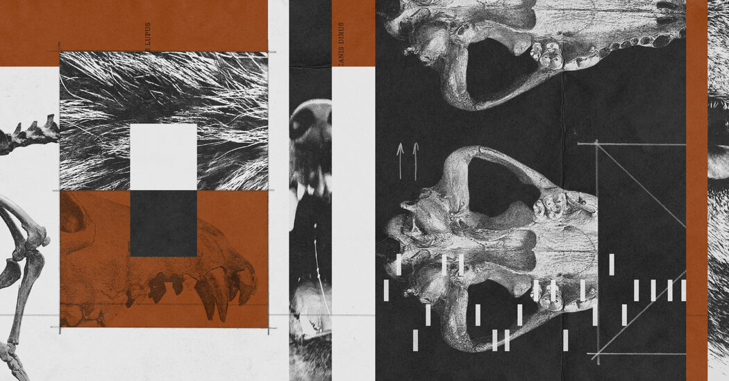 There’s No ‘Undo’ Button for Extinct Species