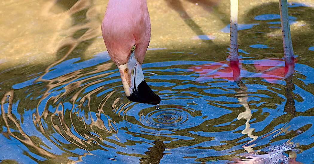 Videos: Flamingos Make Vortexes With Their Beaks to Suck Up Prey