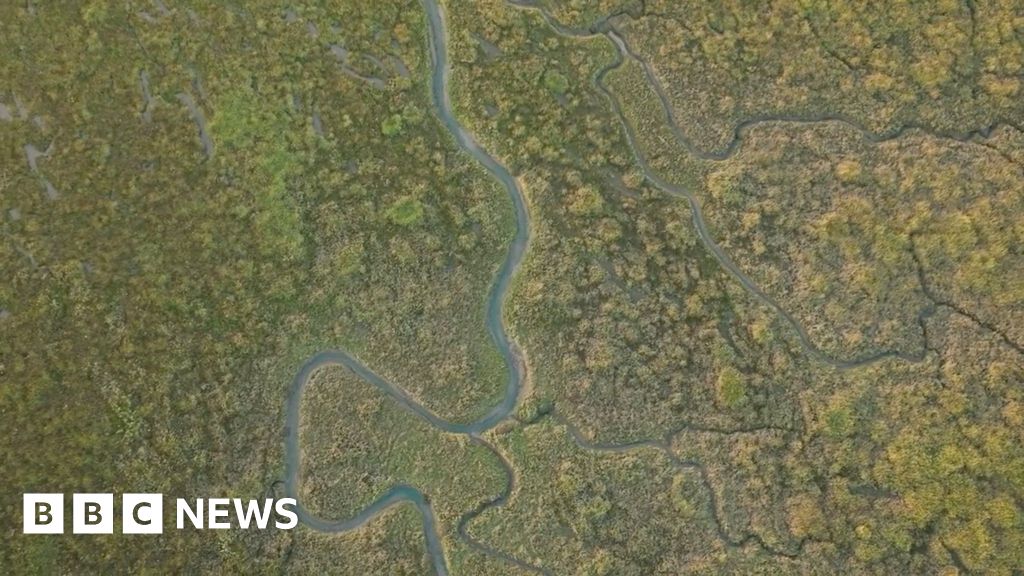 UK’s muddy saltmarshes vital to tackle climate change