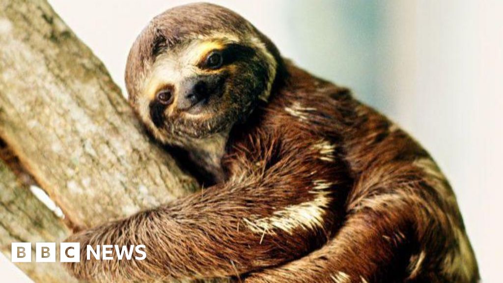 Sluggish sloth’s secrets of success revealed in new study