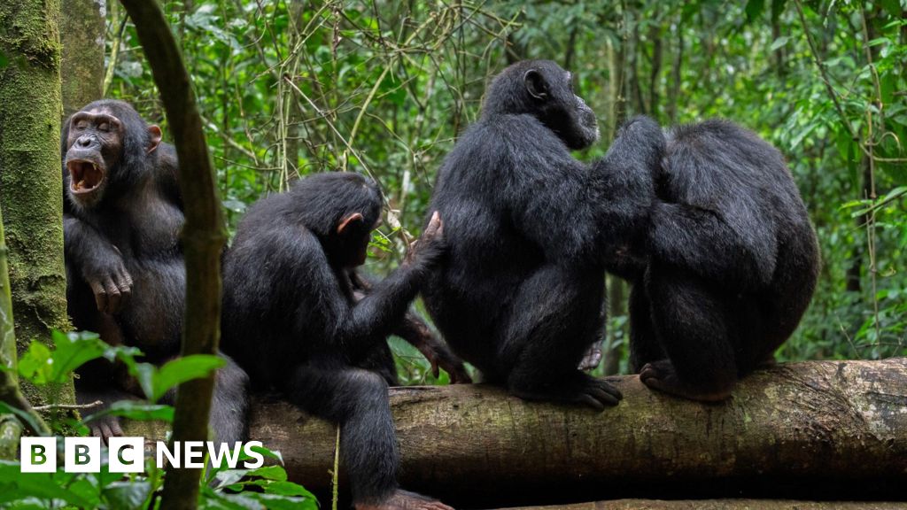 Wild chimpanzees filmed using forest ‘first aid’