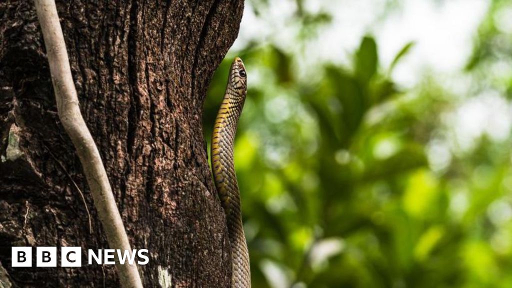 India children fall ill ‘after dead snake found in school meal’