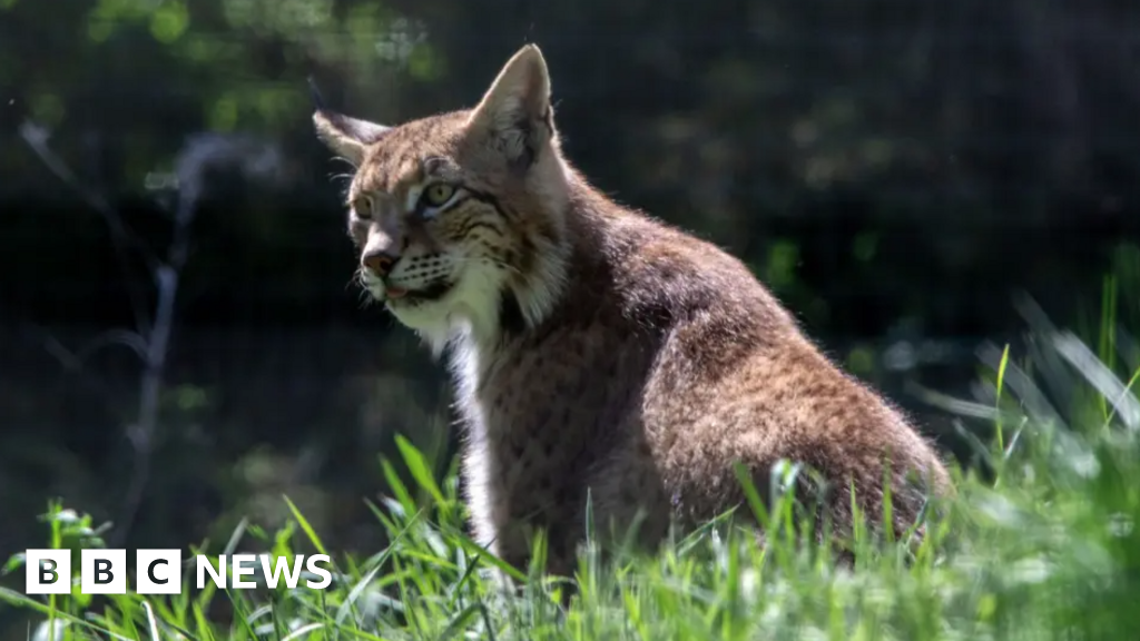 Illegal release lynx moved to new permanent home at Kingussie