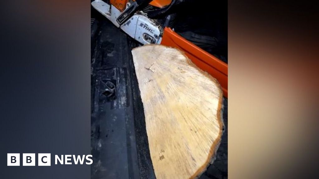 Sycamore Gap accused ‘not trained for large trees’