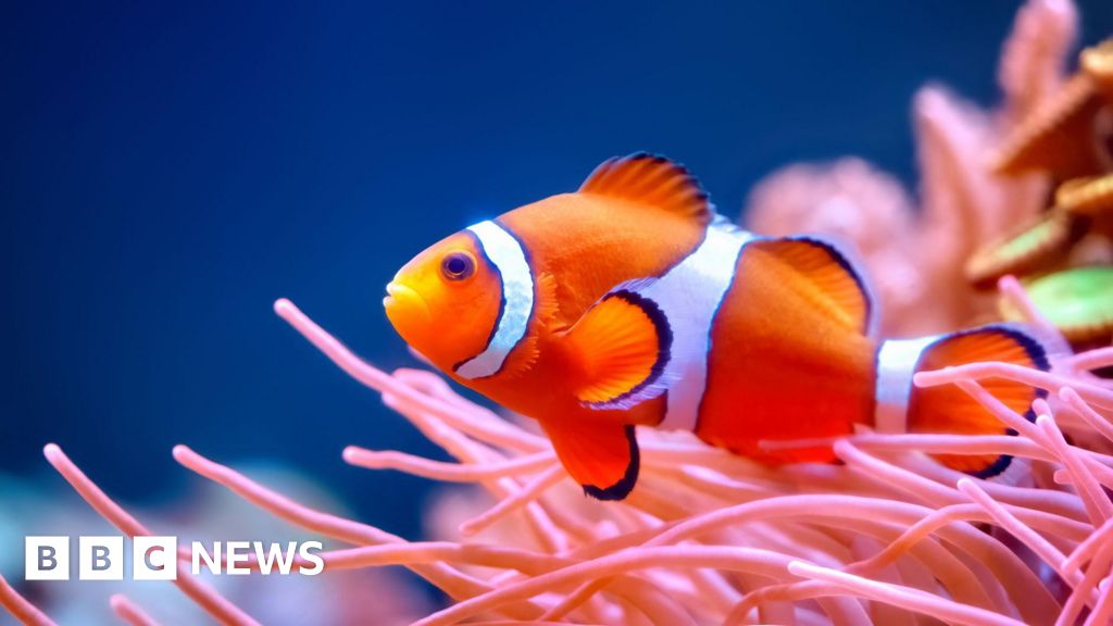 smaller clownfish sound alarm on ocean heat