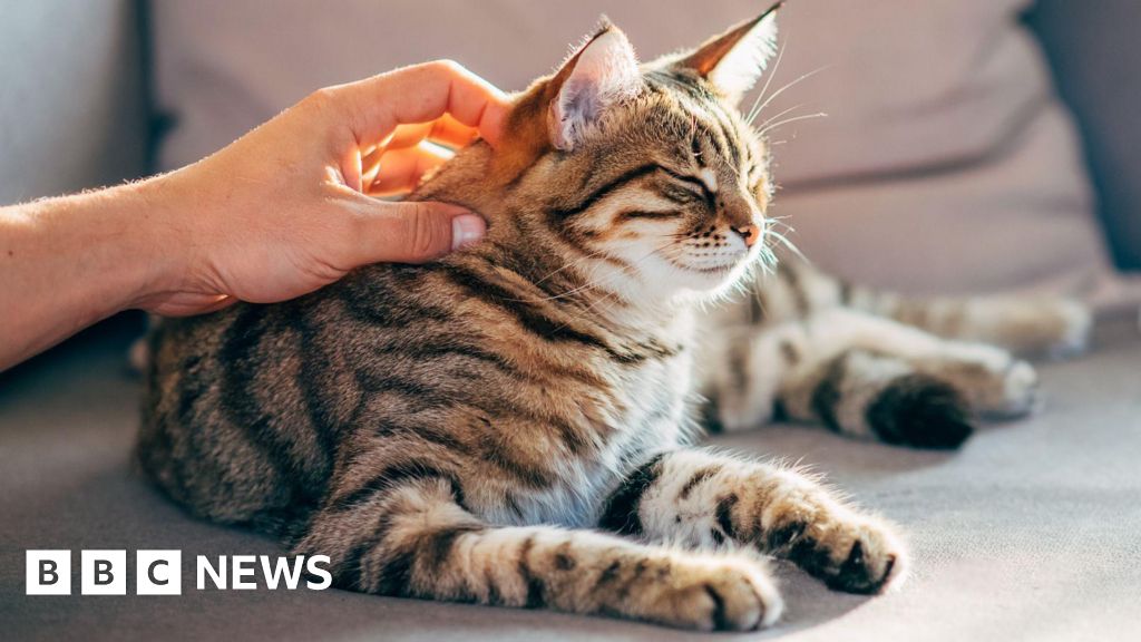 Cats distinguish their owner’s scent from stranger’s, study finds
