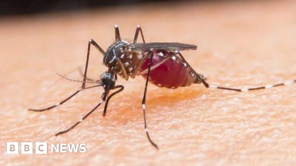 Mosquitoes in Scotland as far north as Shetland