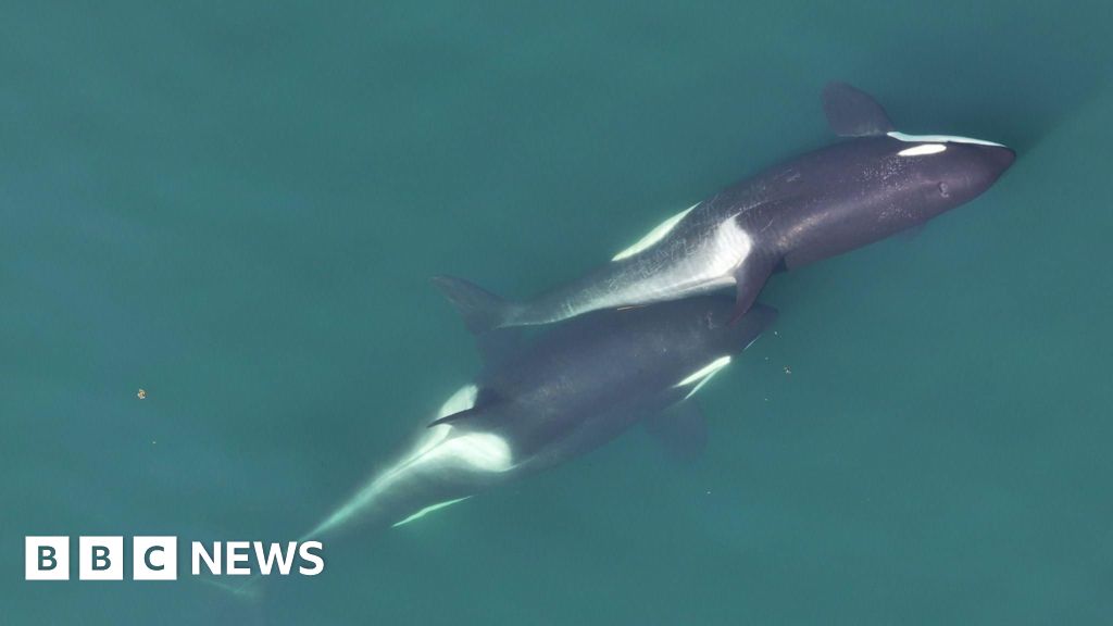 Killer whales make tools from kelp to ‘massage’ each other