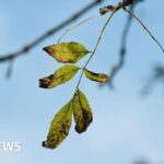 Deaths reported in Dallas, St. Louis amid major heat wave