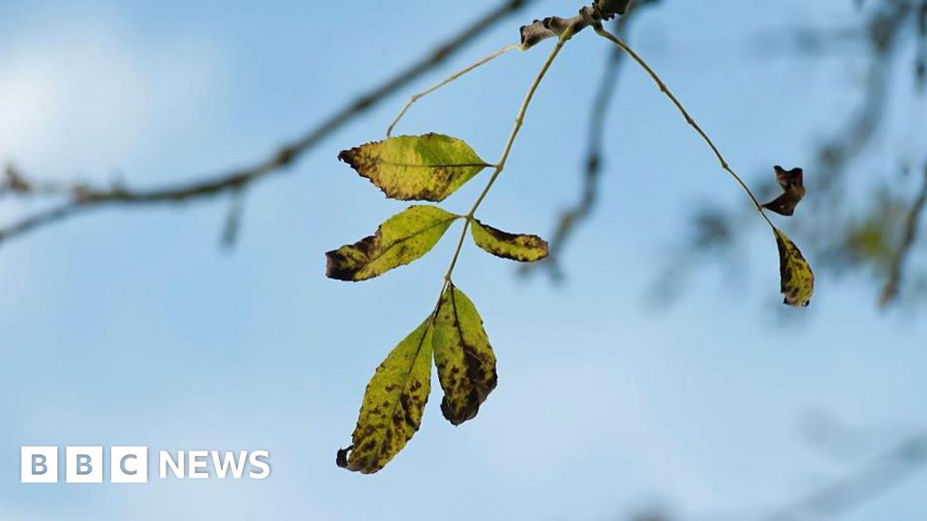 Shoots of hope for Britain’s cherished ash trees