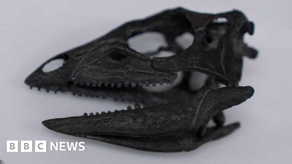 Natural History Museum to display rare dog-sized dinosaur