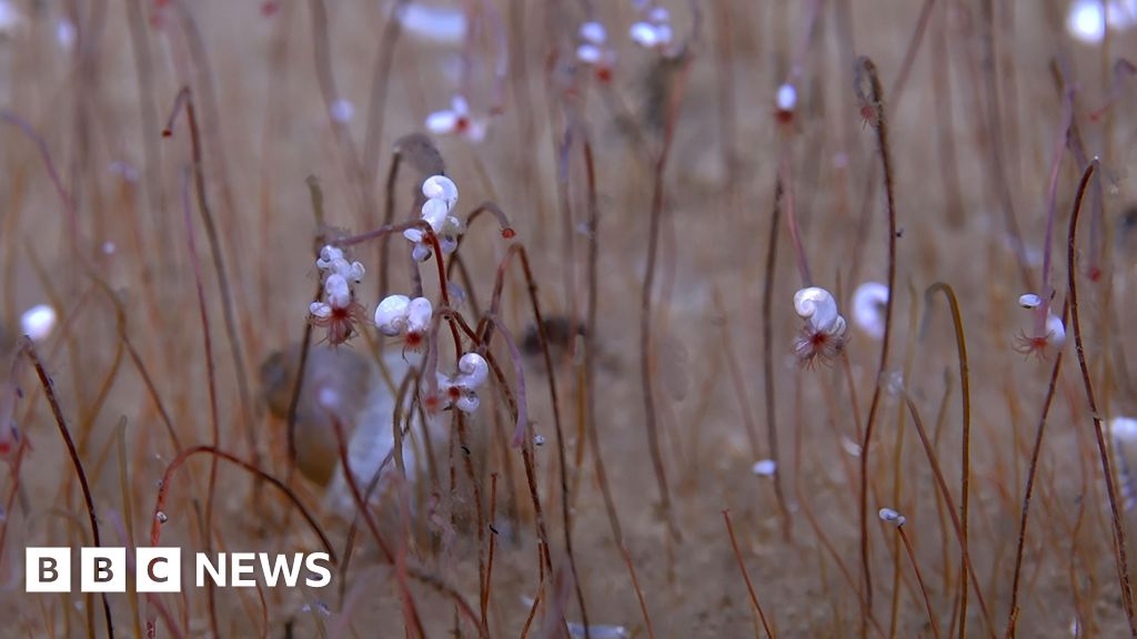 ‘Communities’ of strange, extreme life seen for first time in deep ocean
