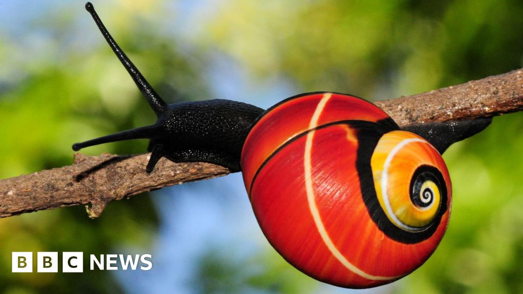 Mission under way to save ‘world’s most beautiful’ snails