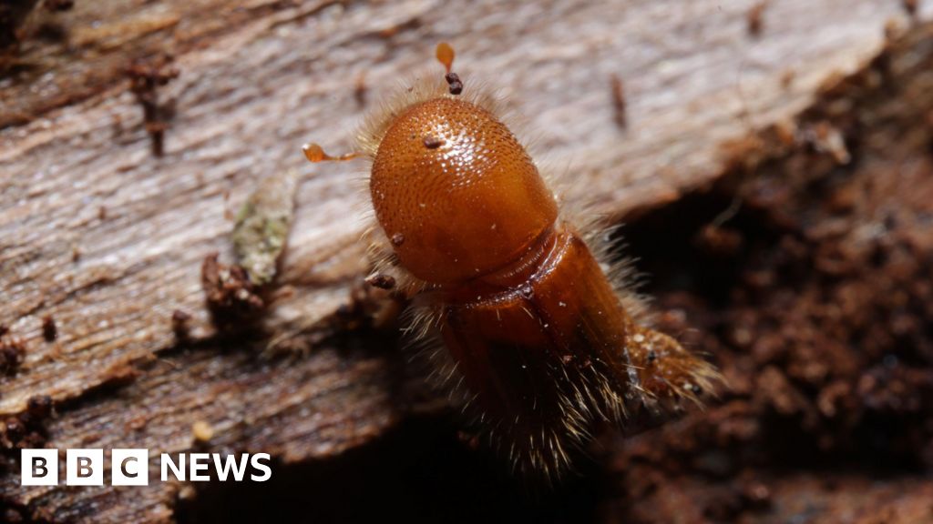 Dogs and drones join forest battle against eight-toothed beetle