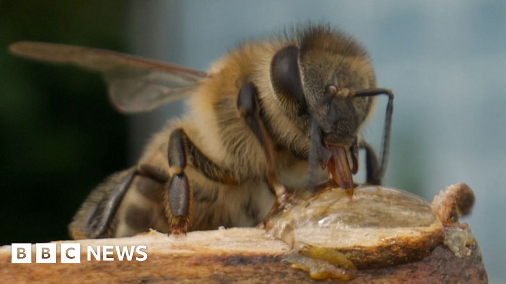 Scientists make ‘superfood’ that could save honeybees
