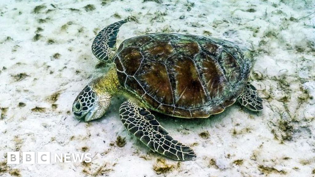 Great Barrier Reef suffers worst coral decline on record