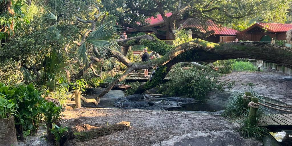 Reptiles escape injuries from falling tree at nation’s oldest alligator farm