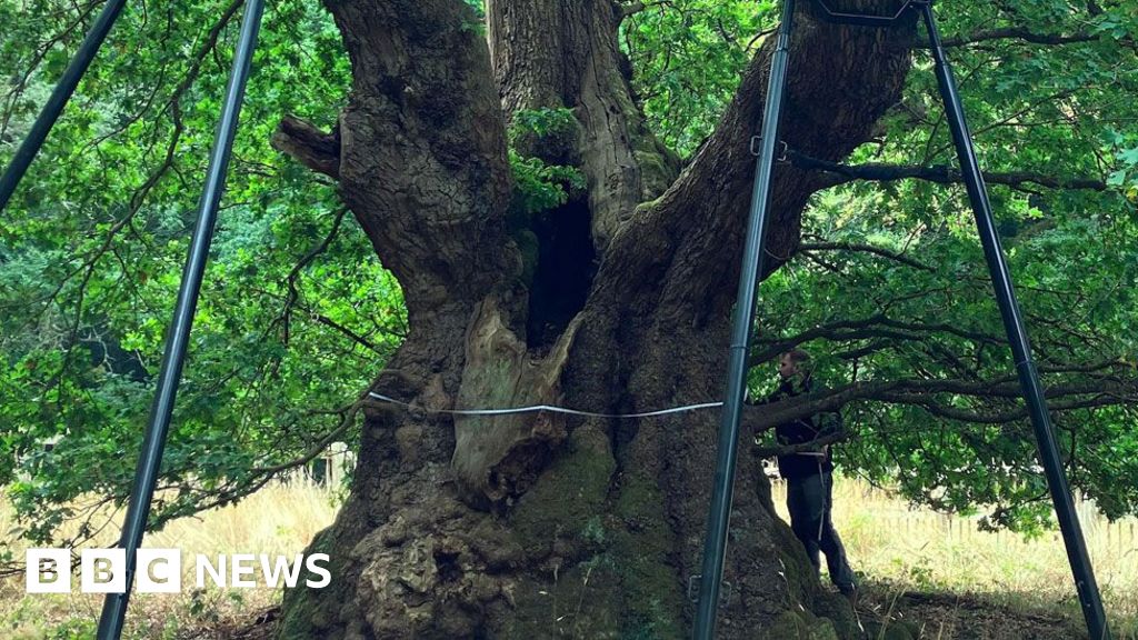 The Druids Oak is 800 years old