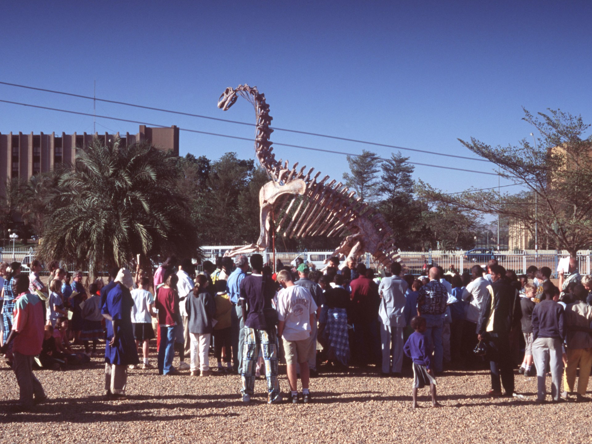 Dinosaurs to supercrocs: Niger’s bone keepers preserve its ancient fossils | Arts and Culture