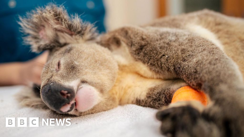 Australia approves vaccine to curb killer epidemic