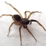 Dutch centrist liberals neck and neck in close finish with populist Wilders