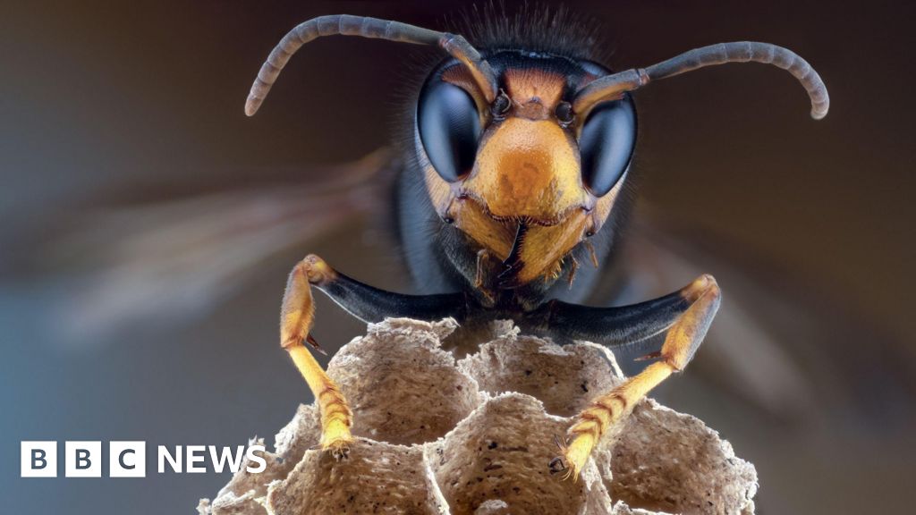 Further Asian hornets sightings confirmed in Belfast