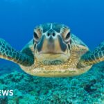 Prince William visibly moved as widow tells of husband’s suicide