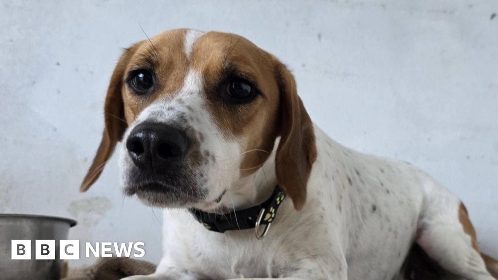 Dogs trapped as heavy rain floods Carmarthenshire rescue centre