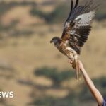 Remembrance Sunday services held across Wales