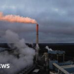 Our dogs’ diversity can be traced back to the Stone Age