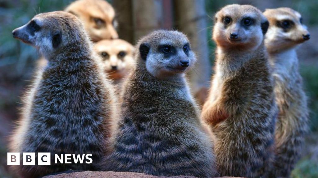 Humans cuddle up to meerkats in the monogamy rankings