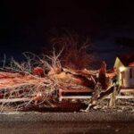 Nicotine pouch rise is driven by young men, study finds