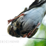 The godfather of Ethio-jazz plays his last live concert