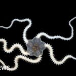 Putin says Russia will take Donbas by force or Ukraine’s troops will withdraw