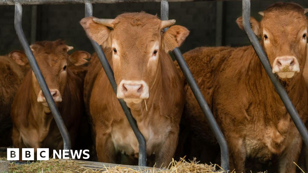 New suspected case discovered in Greyabbey